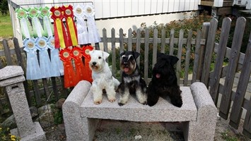 Kennel Thally´s Dvärgschnauser svart/ vit/ svart&silver