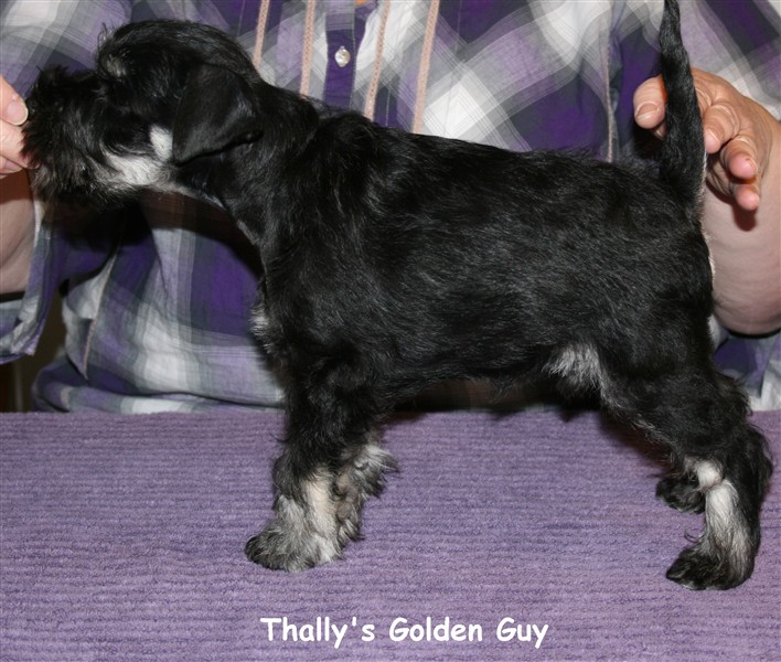 Thallys Golden Guy stå.jpg